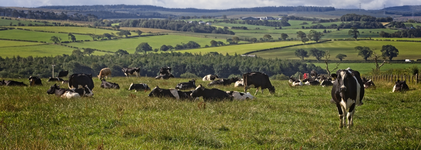 Dairy production sector plan image