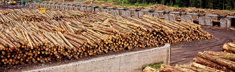 Forestry and wood processing sector plan
